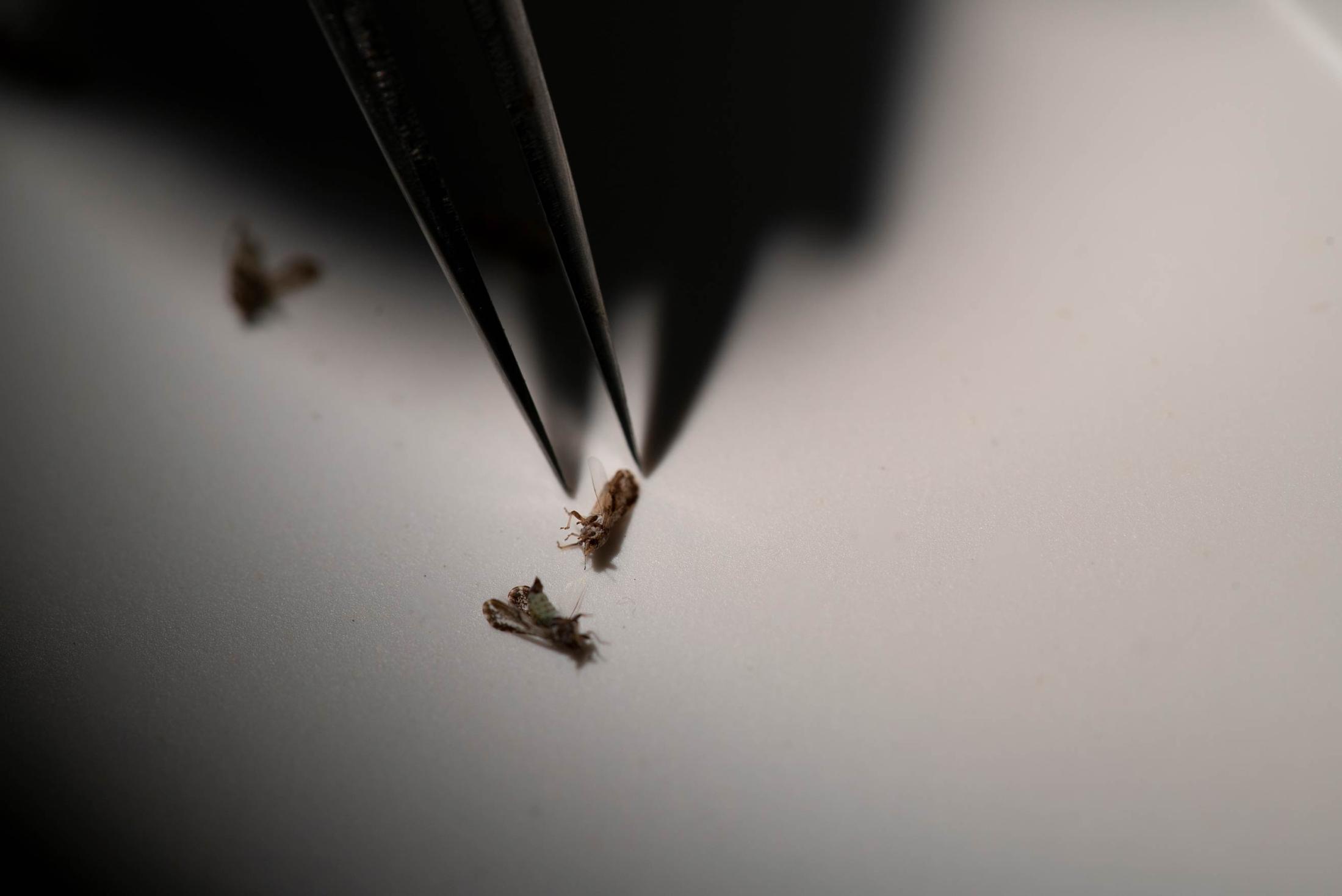 A dead Asian psyllid being observed under a microscope at the Containment Research Facility at UC Davis. (Joe Proudman/UC Davis)