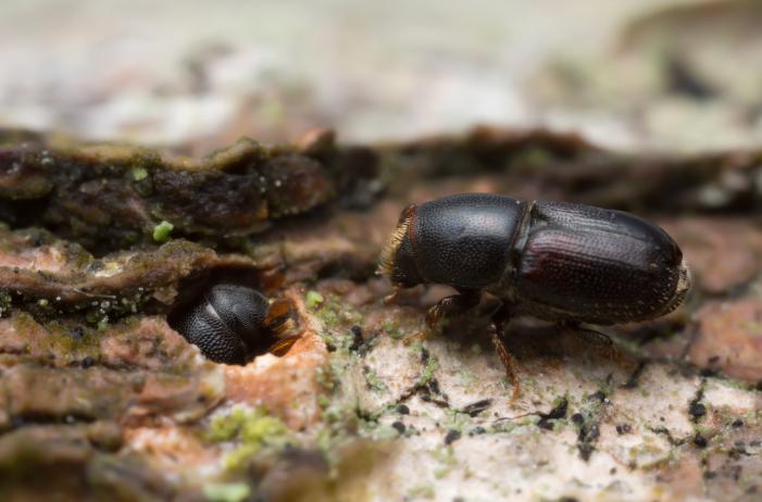 Bark beetles dig in. (Getty)