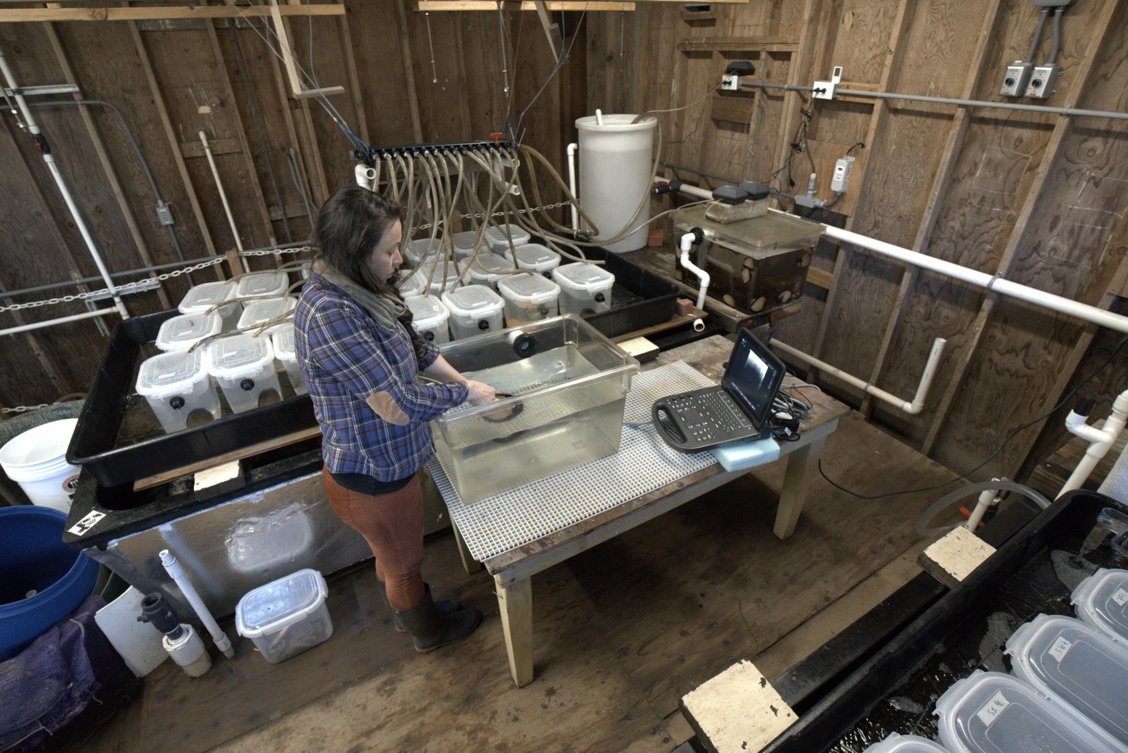 UC Davis postdoctoral researcher Sara Boles gives an abalone an ultrasound through its tank at the Bodega Marine Laboratory. (Jackson Gross/UC Davis)