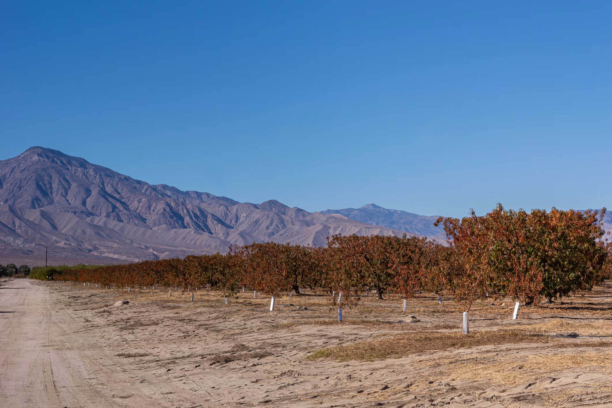 Orchards grow near the Salton Sea. (Claudine VM, Getty)