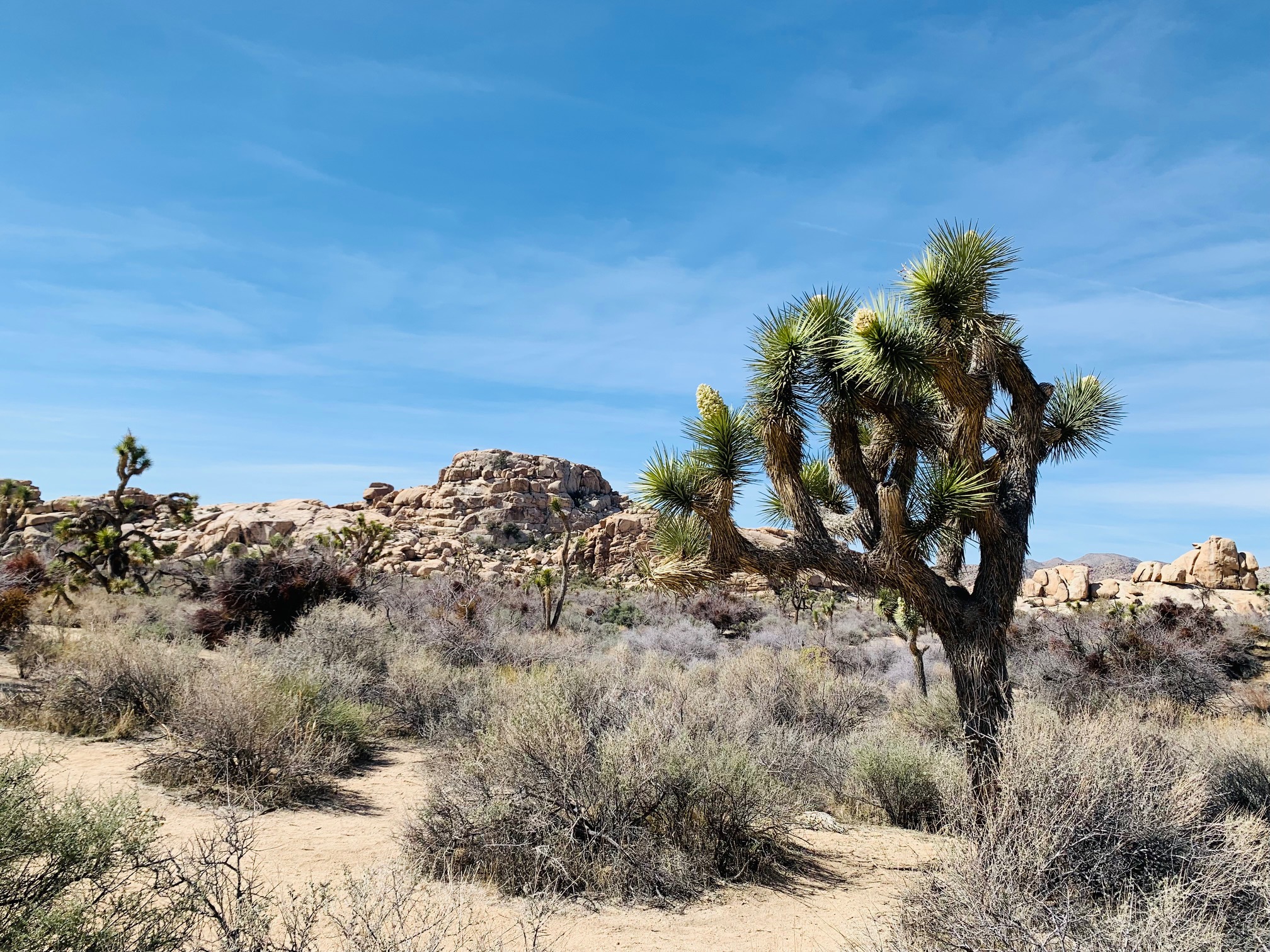 Joshua trees in Joshua Tree National Park. The iconic trees are vulnerable to climate change and habitat degradation. (Kat Kerlin/UC Davis)