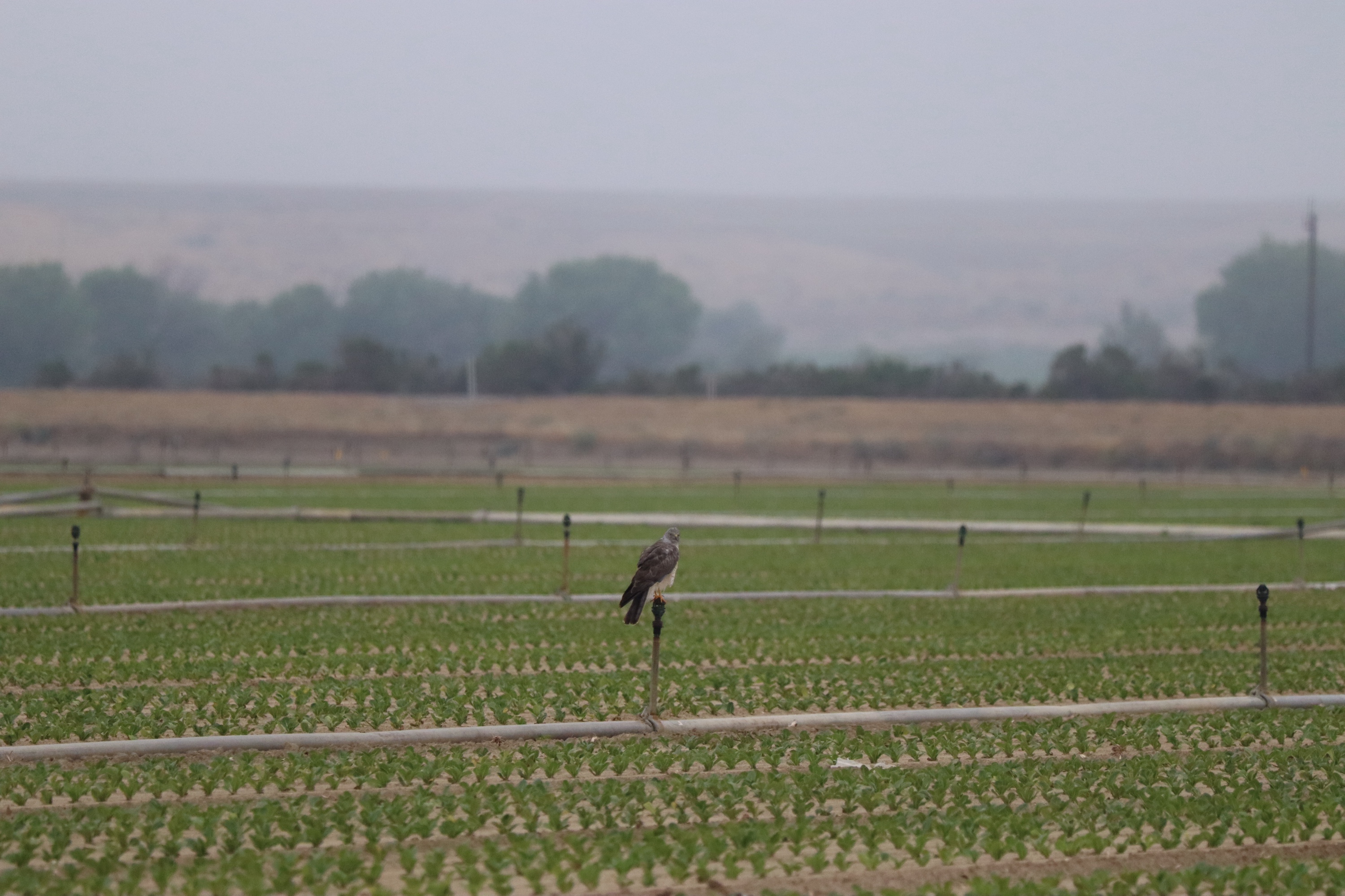 A northern harrier perches on a sprinkler amid a leafy-green field in coastal California. (Rose Albert, UC Davis)