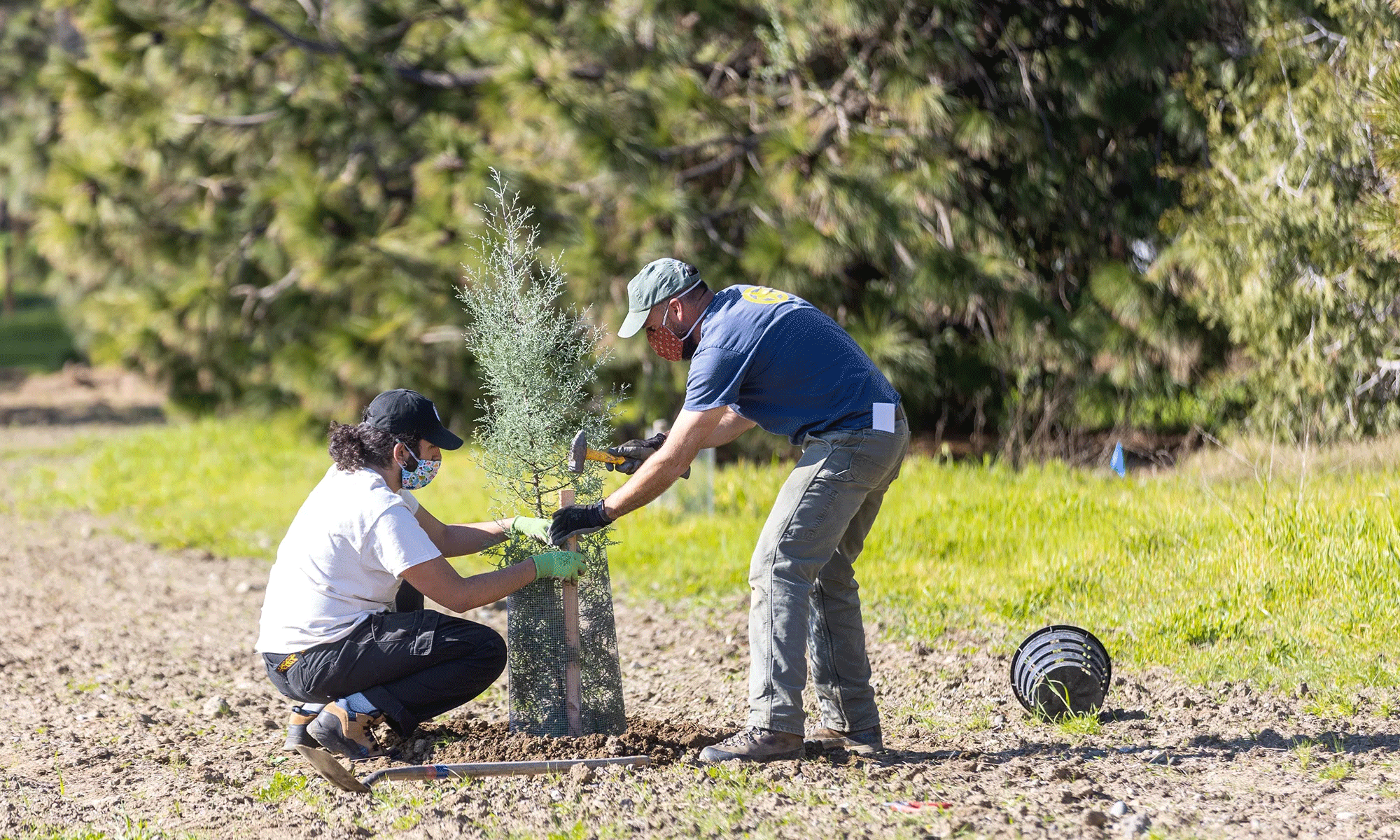 The reference site is on the north side of Old Davis Road near the visitor kiosk and across the street from the Robert Mondavi Institute teaching vineyard. (Matthew Chan/UC Davis)