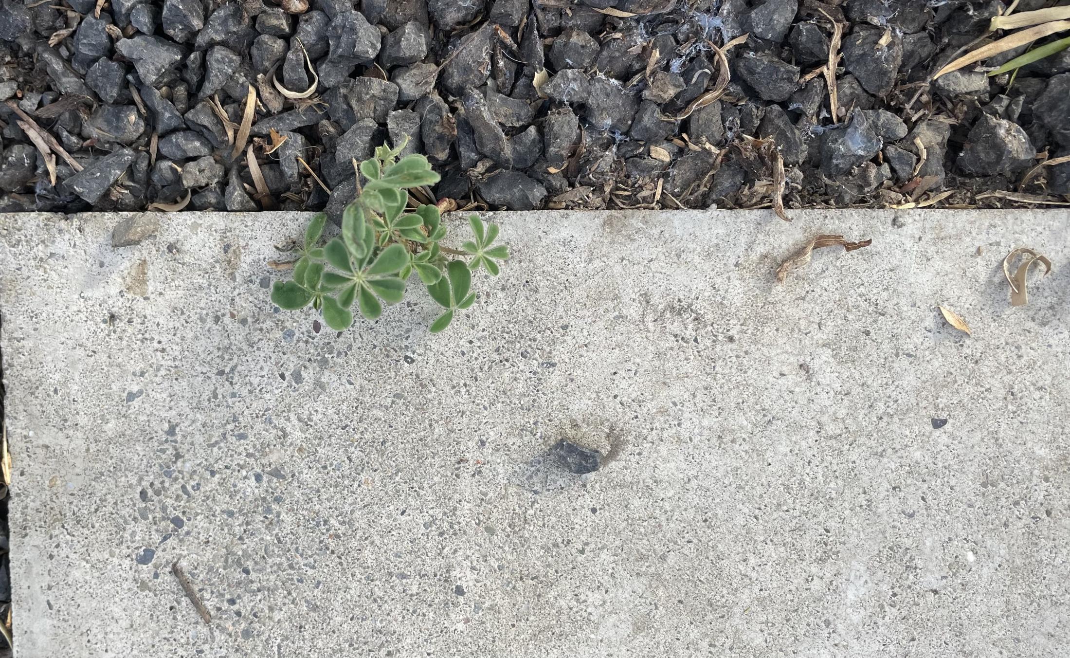 Lupine sprouting in Davis.