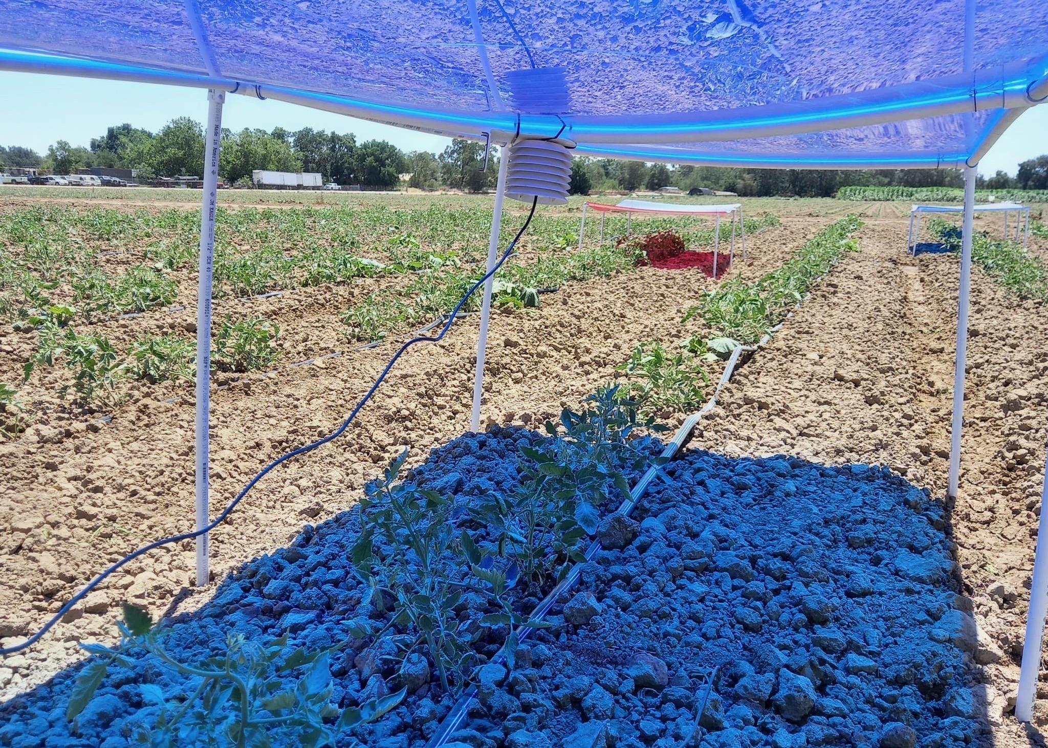 Solar panels emit a blue light over tomato plants growing in a research field at UC Davis in 2022. (Andre Daccache/UC Davis)